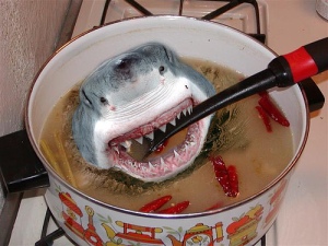 shark-soup